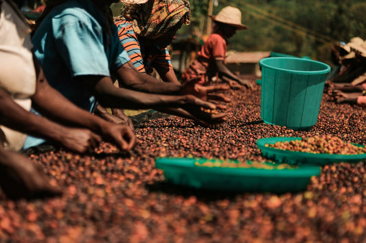 Our first African coffee - Ethiopia